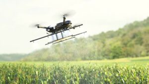Video of Drone spraying fertilizer on corn fields, Smart farming innovation, Agriculture technology, Farm Automation